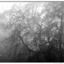 Trees in the Mist