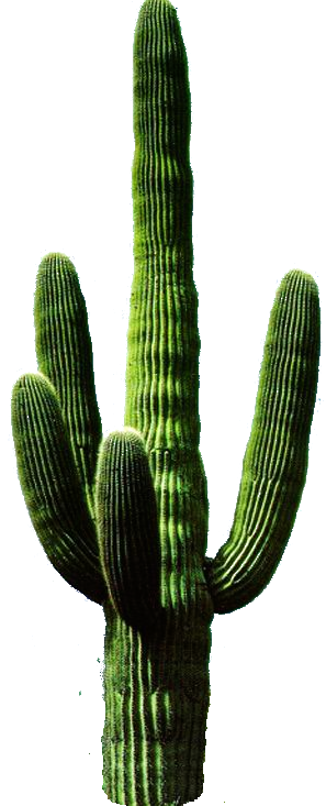Cactus png images