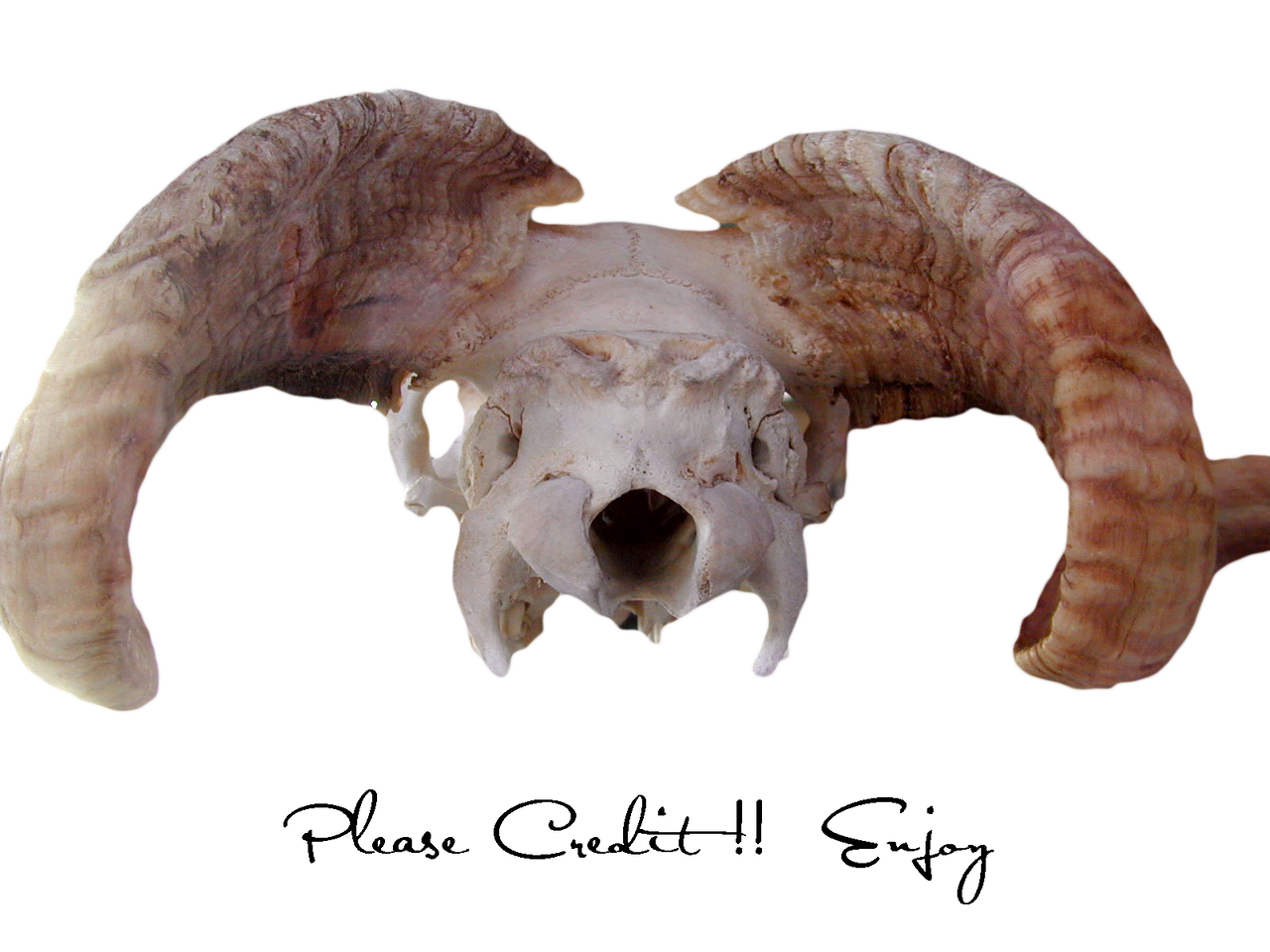 Animal Skull PNG