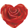 Painted Rose PNG STOCK