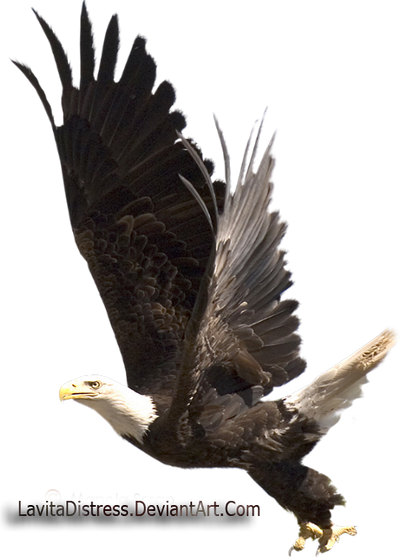 Eagle stock by KarahRobinson-Art