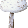 Chilliwater Mushroom
