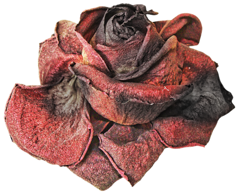 Dead Rose PNG