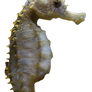 Seahorse Png Stock