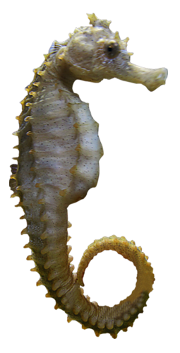 Seahorse Png Stock