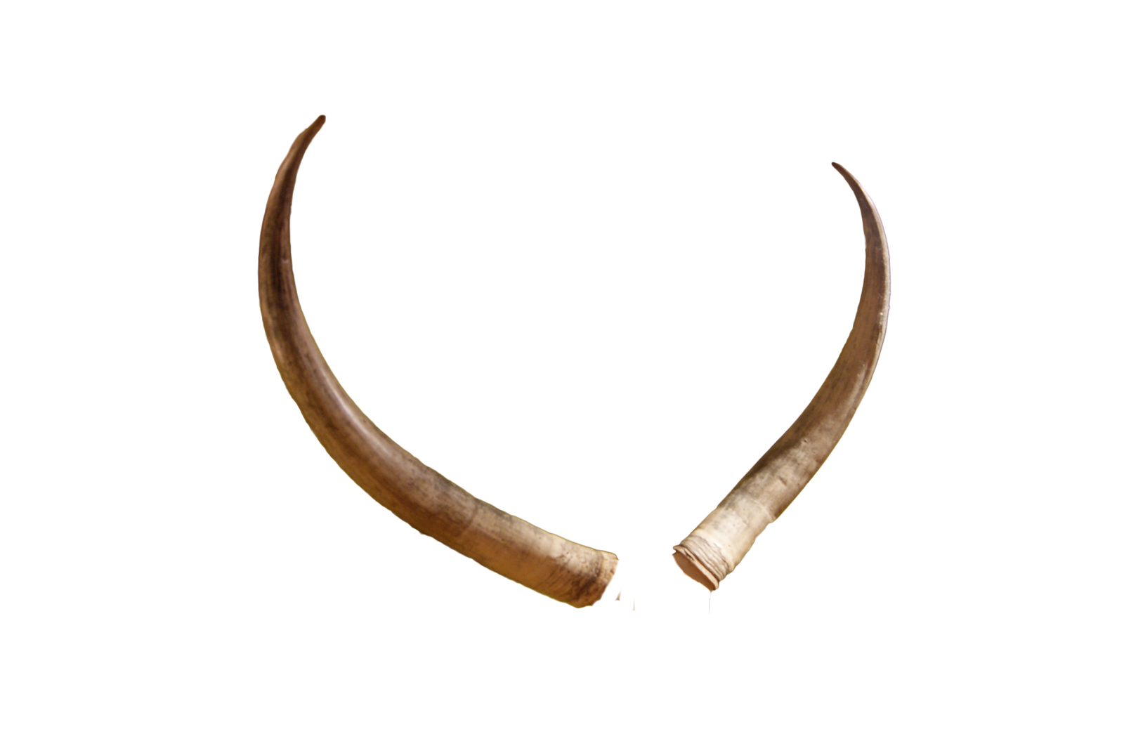 Giant Antlers PNG