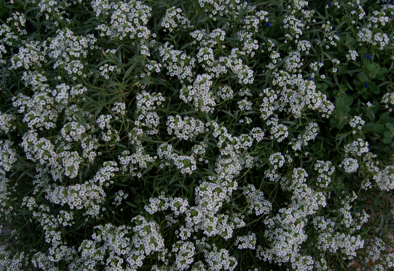 Flower Bed TEXTURE STOCK