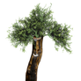 Silly Tree PNG STOCK