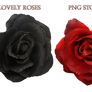Lovely Roses     Png Stock