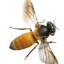 BEE PNG STOCK