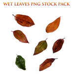 Wet Leaves Png Stock Pack