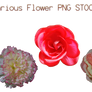 Various Flower PNG STOCK PACK
