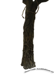 Tree Trunk PNG STOCK