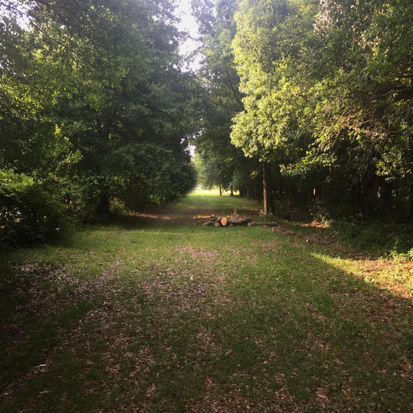 Wooded Alley Background Stock