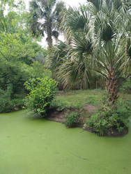 Florida Swamp STOCK