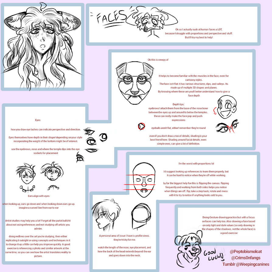 Short Face Guide by Crims0nFangs on DeviantArt