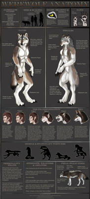 Werewolf Anatomy