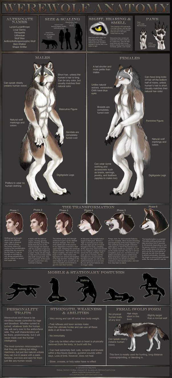 Werewolf Anatomy by sugarpoultry