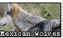 Mexican Wolves Stamp