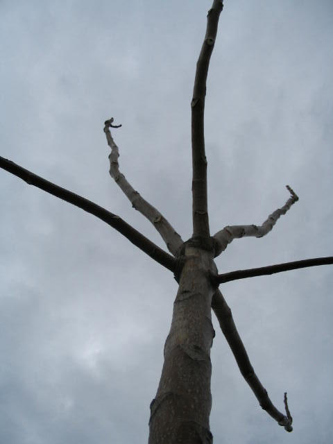 Branching Off by Rebbawskaced on DeviantArt
