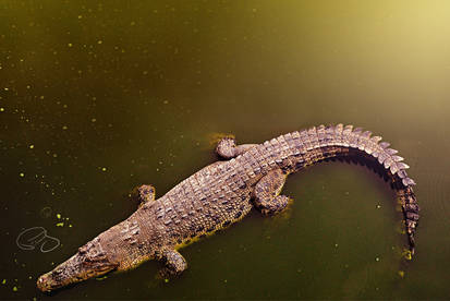 crocodile