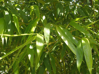 Bamboo