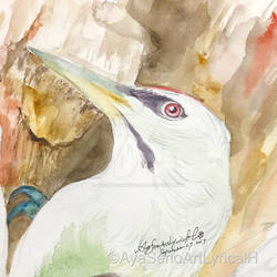 Grey-headed woodpecker  Sketch