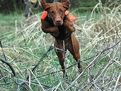 Vizsla