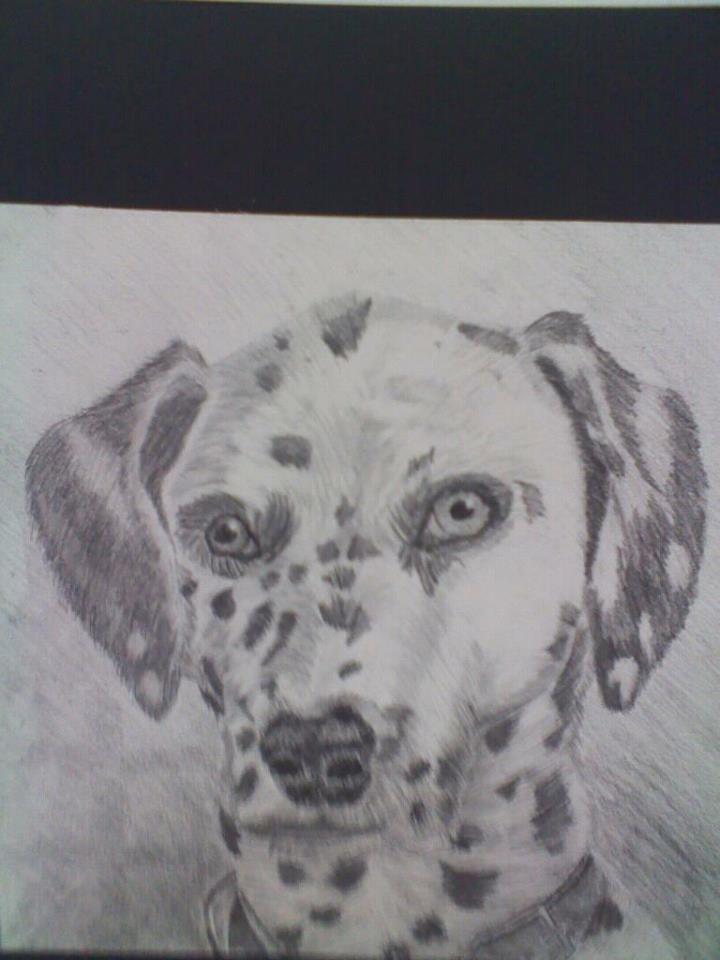 Dalmatian