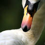 Swan, Cygnus olor - 1