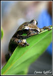 Smilisca baudinii, frog - 1 by Emma-Lawlor