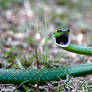 Leptophis ahaetulla, Parrot Snake