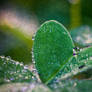 Heart of Dew