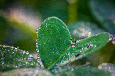 Heart of Dew by alexgphoto