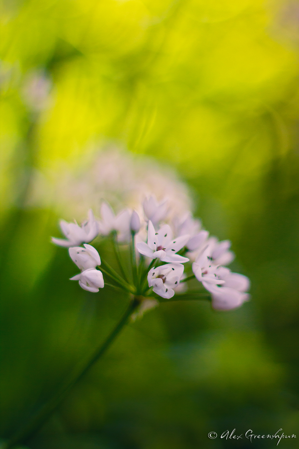 The Soft Touch of Spring