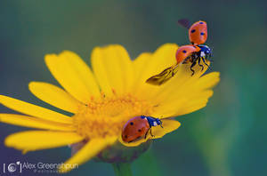Take to the Sky by alexgphoto Take to the Sky by alexgphoto