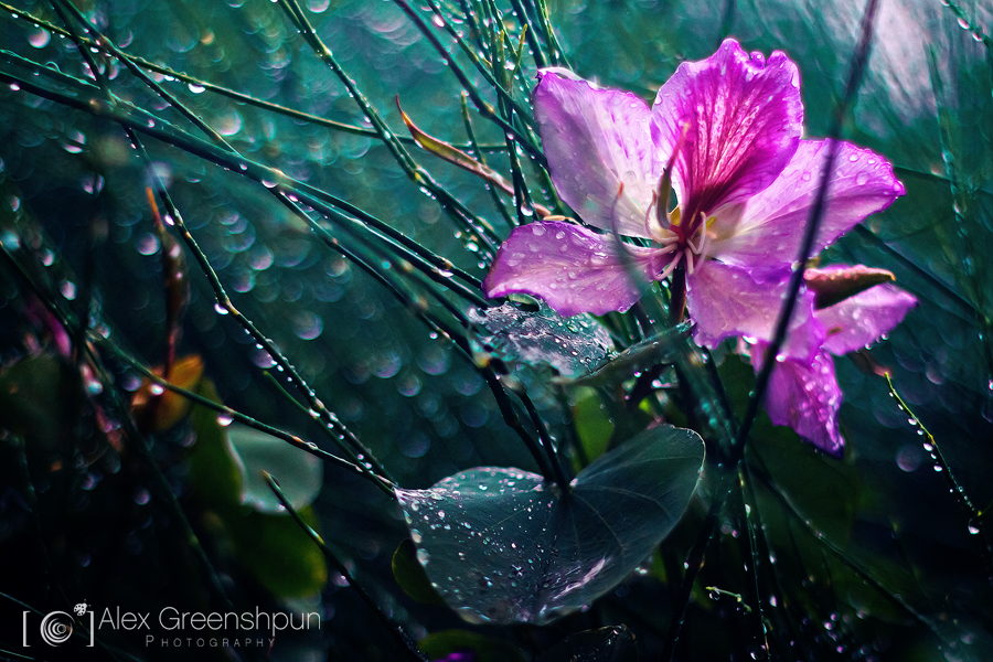 Hiding from the Rain