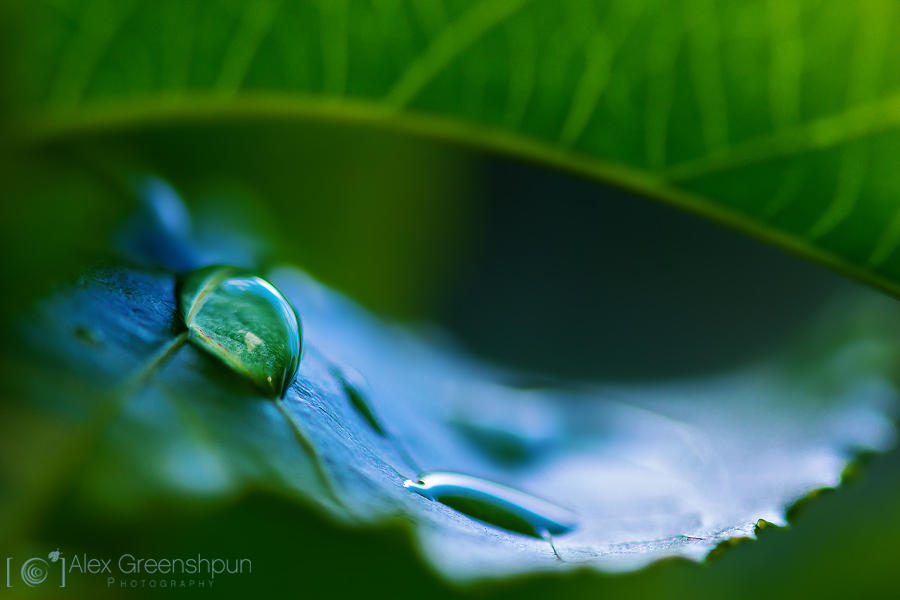 Tear in Your Hand by alexgphoto