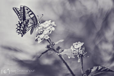 Flutter by alexgphoto