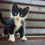 The Tiny Sir
