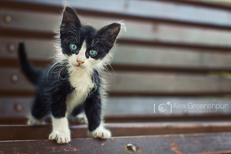 The Tiny Sir by alexgphoto The Tiny Sir by alexgphoto
