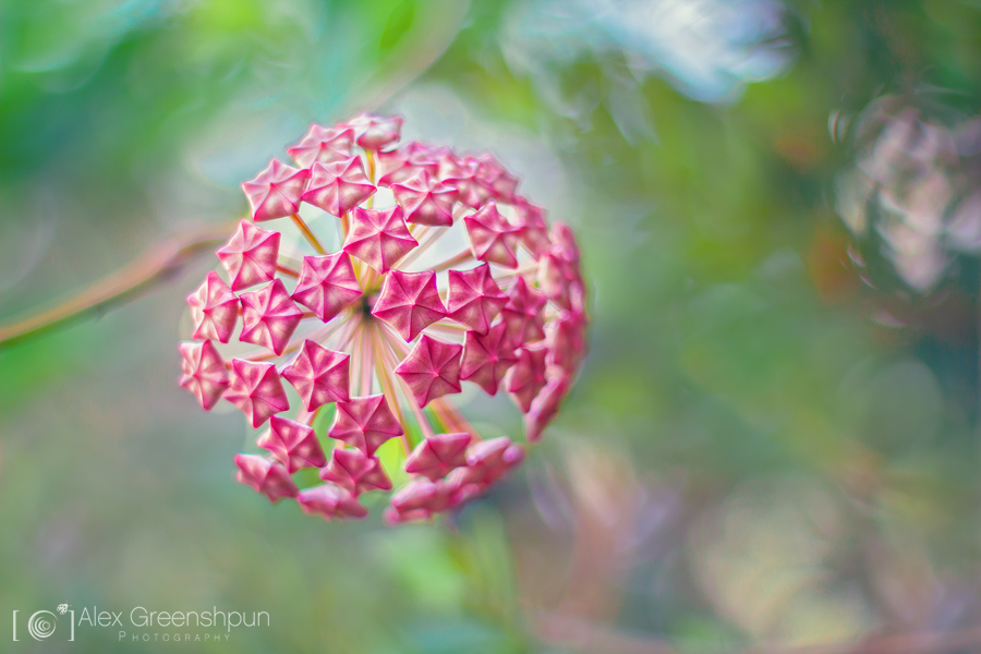 Nature's Disco Ball