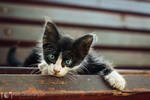 Curious Mr. Whiskers by alexgphoto