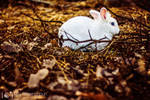 Follow the White Rabbit by alexgphoto