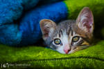 Hello, Kitty by alexgphoto