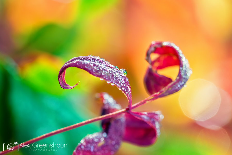 Why I Wake Early by alexgphoto Why I Wake Early by alexgphoto