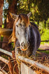 Hay There by alexgphoto Hay There by alexgphoto