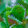 Liquid Luck