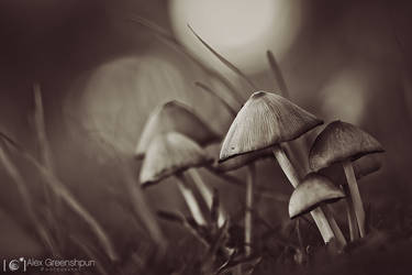 The Forest Guardians by alexgphoto