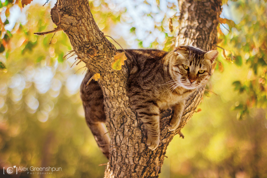 Climb a tree they said...